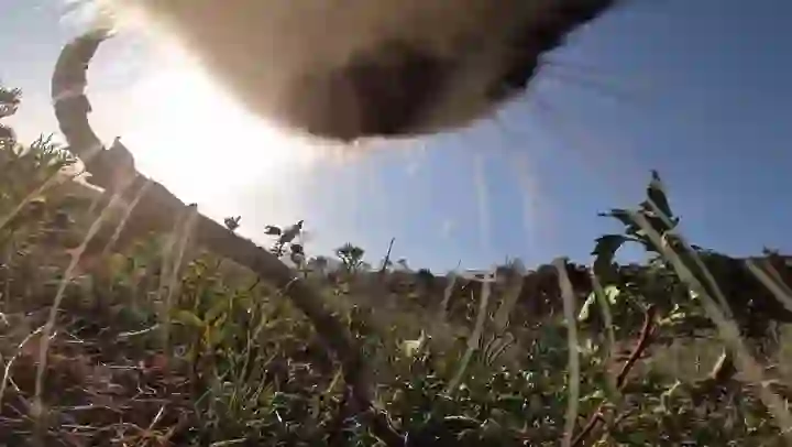 Cat wearing Whiskcam collar camera, POV footage concept