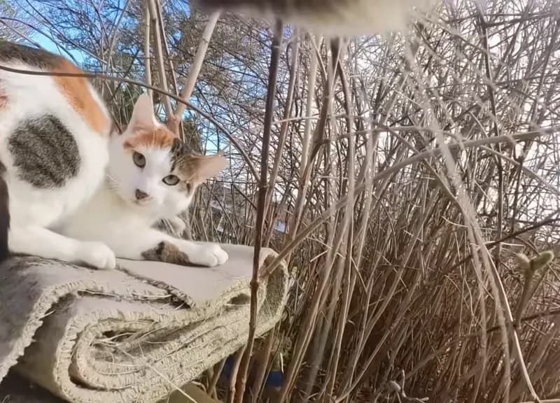 Cat POV exploring the garden