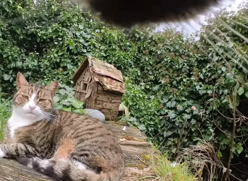 Cat POV meeting another cat