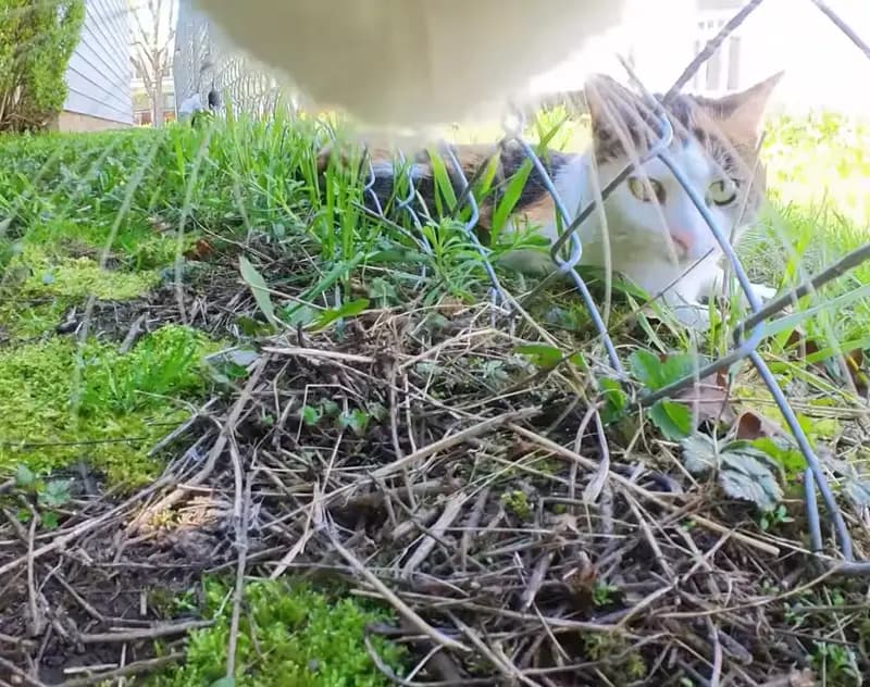 Cat POV chasing through the yard