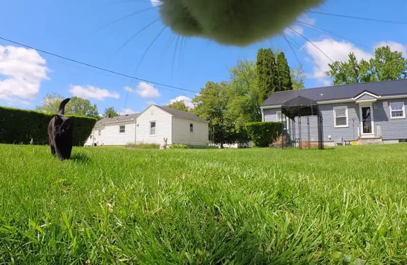 Cat POV scratching post adventure