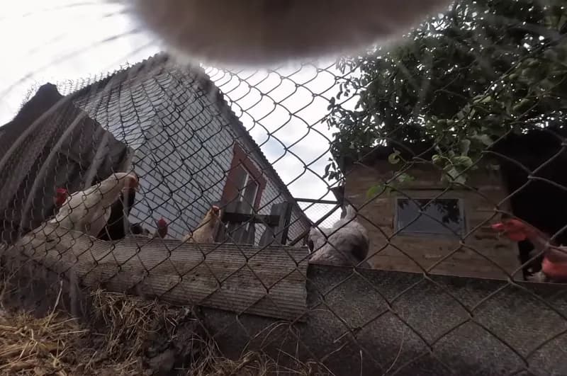 Cat POV looking up at the sky