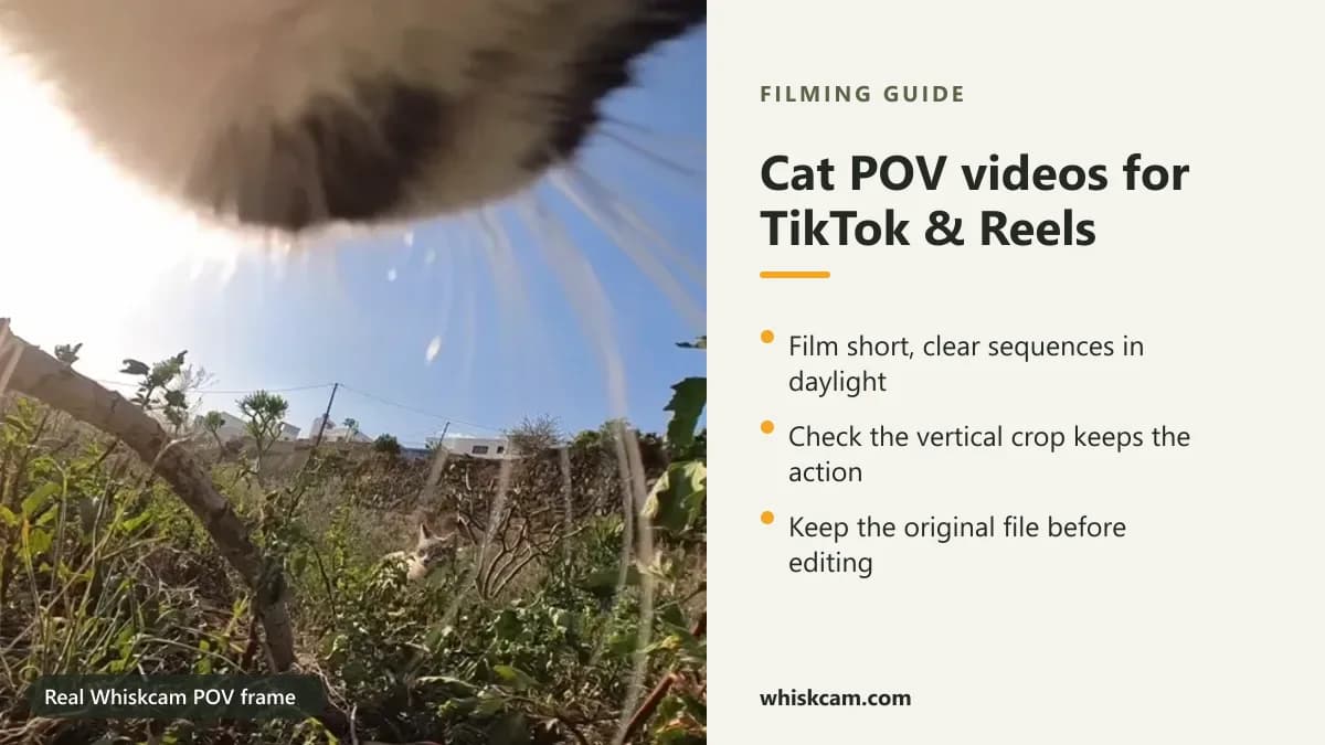 Real Whiskcam POV frame of a sunny sky and field from a cat's collar, with filming tips