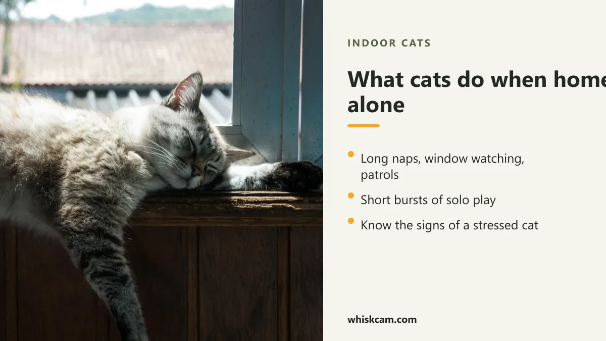 Grey tabby cat asleep on a sunny windowsill, with what cats do when home alone