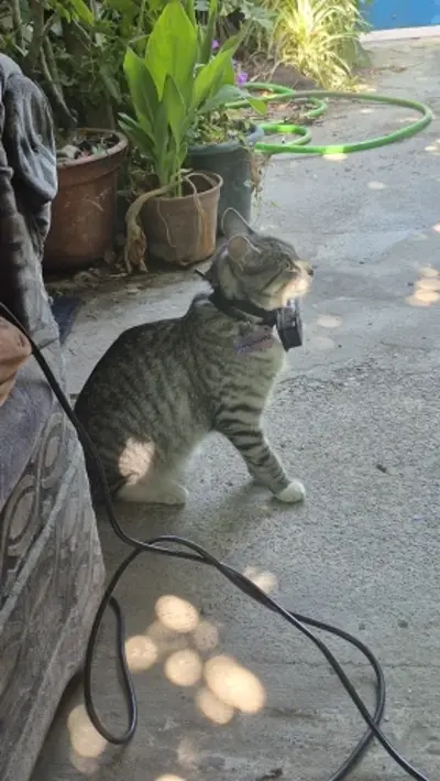 Whiskcam review photo by Fannie M. — cat collar camera