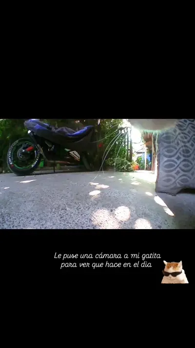 Whiskcam review photo by Fannie M. — cat collar camera