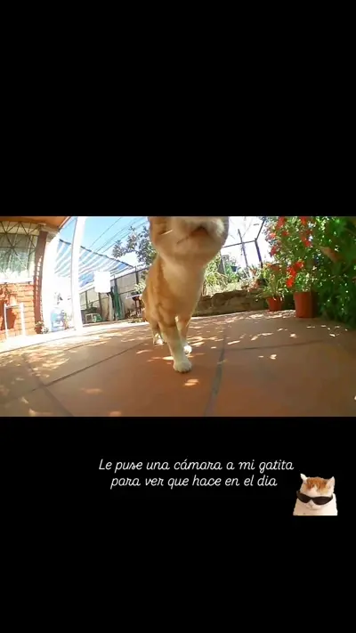 Whiskcam review photo by Fannie M. — cat collar camera