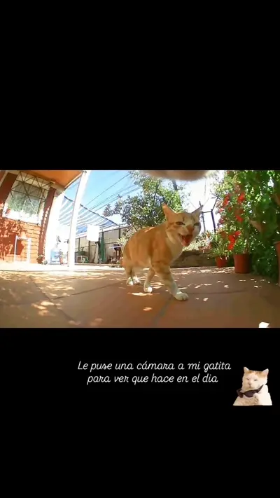 Whiskcam review photo by Fannie M. — cat collar camera