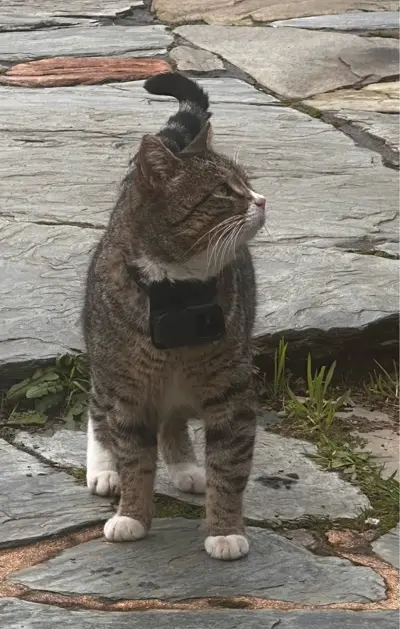 Whiskcam review photo by Verdell K. — cat collar camera