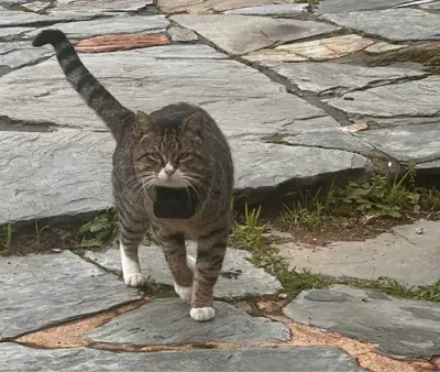 Whiskcam review photo by Verdell K. — cat collar camera