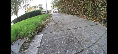 Whiskcam review photo by Jacquie H. — cat collar camera