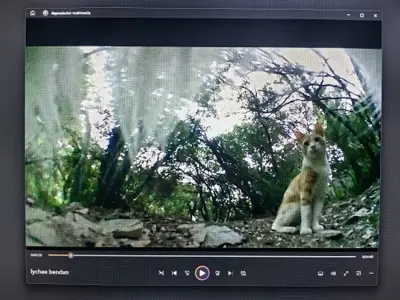 Whiskcam review photo by Marilee G. — cat collar camera